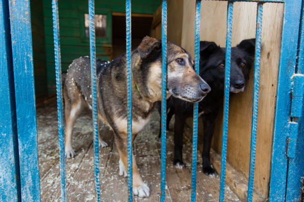 istock Cage for dogs in animal shelter 948571134