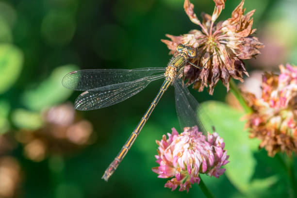 istock Azure damselfly on the clover flower 948571146