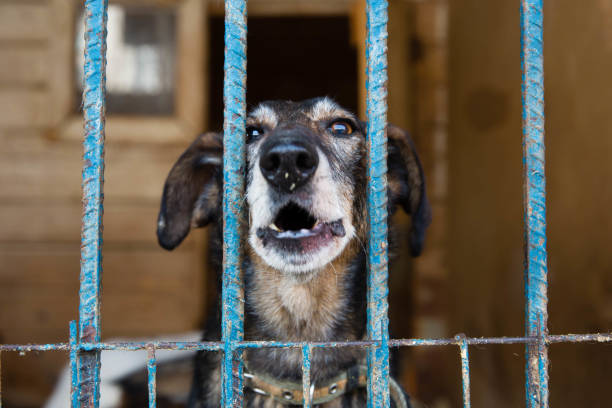 istock Cage for dogs in animal shelter 948571318