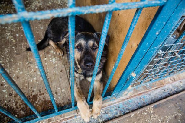 Cage for dogs in animal shelter