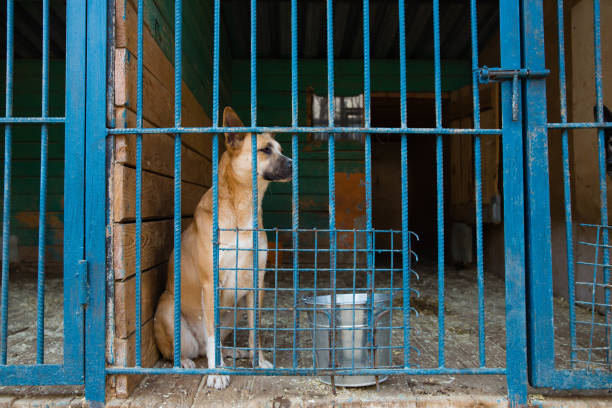 istock Cage for dogs in animal shelter 948571502