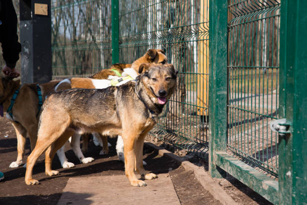 Dogs in the cage in animal shelter