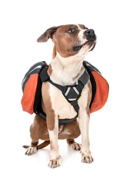 istock american staffordshire terrier 948576964