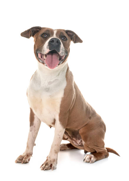 istock american staffordshire terrier 948577014