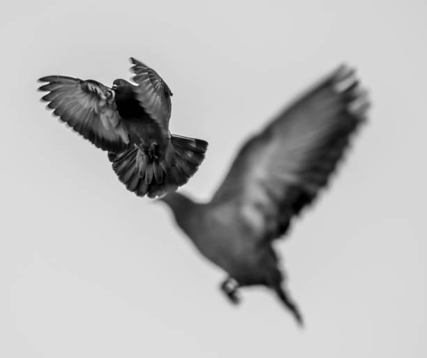 istock Close Up of Pigeons 948577160