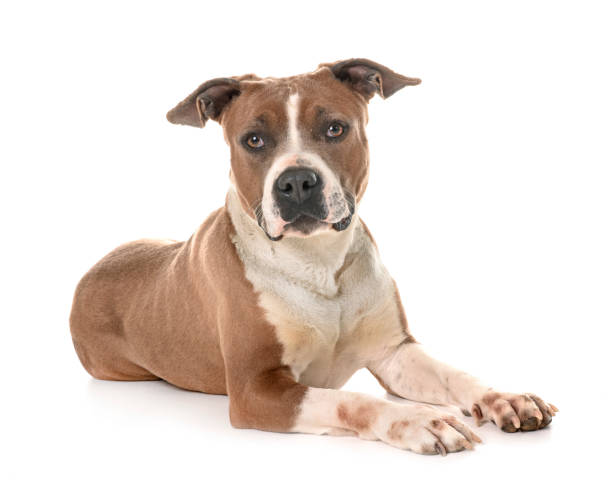 istock american staffordshire terrier 948580316