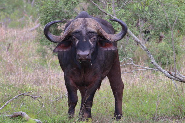 istock Cape Buffalo With Beautiful Ears 948580952