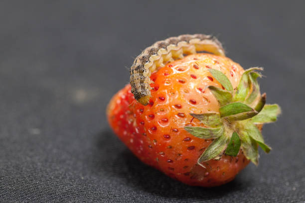 close up of cotton bollworm on strawberry