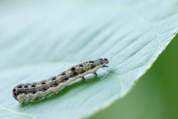 istock close up of common cutworm on leaves 948581370