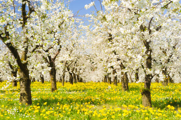 春の花のフィールドの行に多く咲くりんごの木 - flower tree spring apple blossom ストックフォトと画像