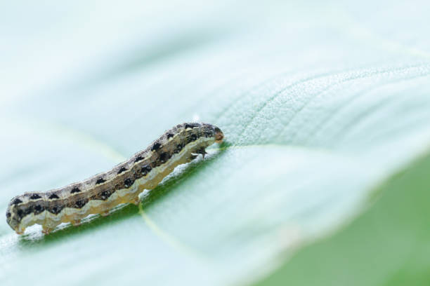 istock close up of common cutworm on leaves 948581524