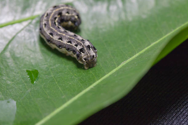 istock close up of common cutworm on leaves 948582172
