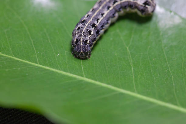 istock close up of common cutworm on leaves 948585762