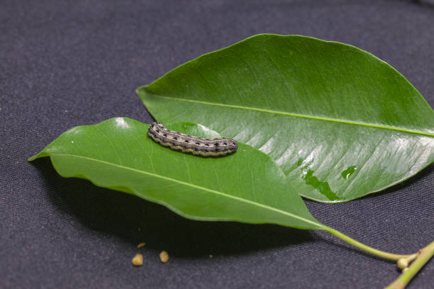 istock close up of common cutworm on leaves 948587806
