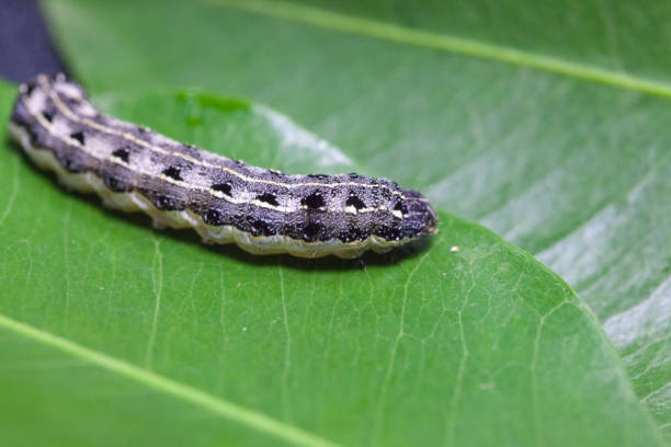 istock close up of common cutworm on leaves 948587906