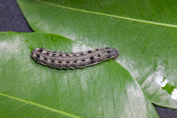 close up of common cutworm on leaves