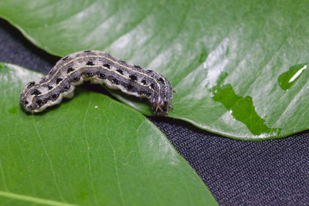 植物の葉の上のクローズ アップ - insect moth nature ermine moth ストックフォトと画像