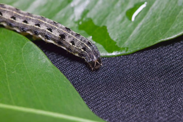 istock close up of common cutworm on leaves 948588100