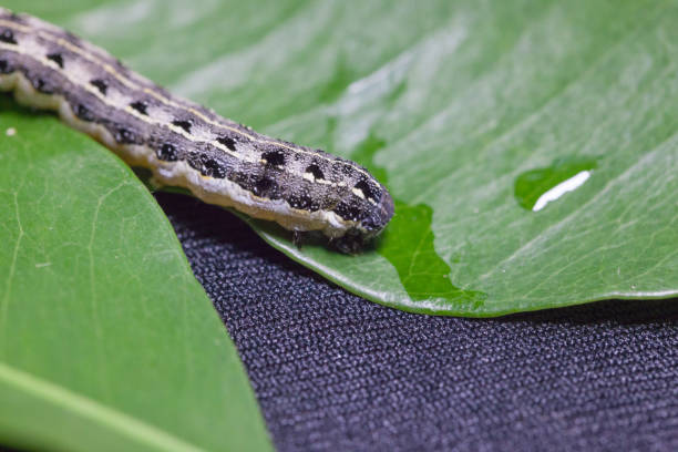 istock close up of common cutworm on leaves 948588174