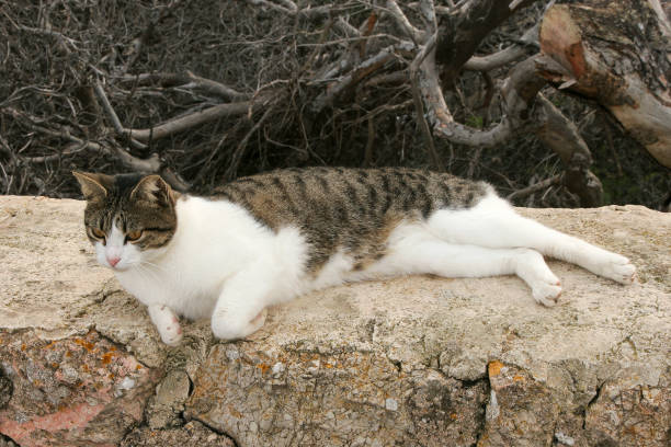 istock Cat outside in the street 948588378