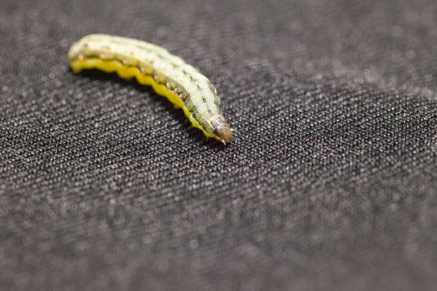 istock close up of Beet armyworm on black background 948588570