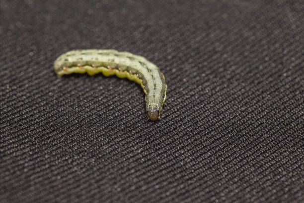 istock close up of Beet armyworm on black background 948588754