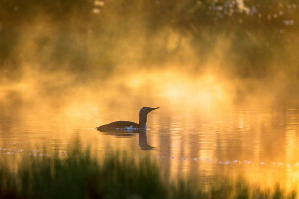 istock Misty morning light with a Red throated diver in the pond 948588876