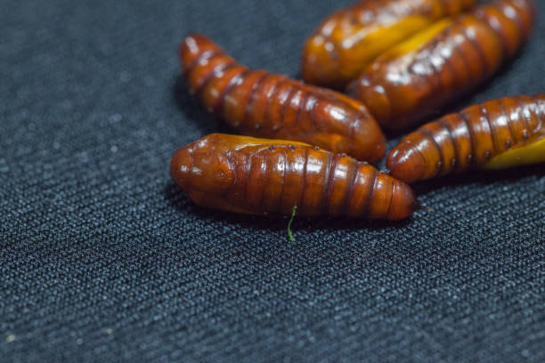 istock pupa of cotton bollworm on black background 948589022