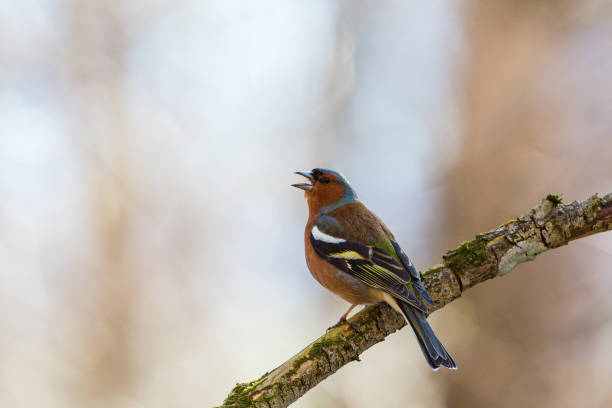 Chaffinch singing Chaffinch singing from a tree branch male common chaffinch bird fringilla coelebs stock pictures, royalty-free photos & images