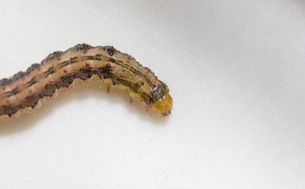 close up of common cutworm on plastic box