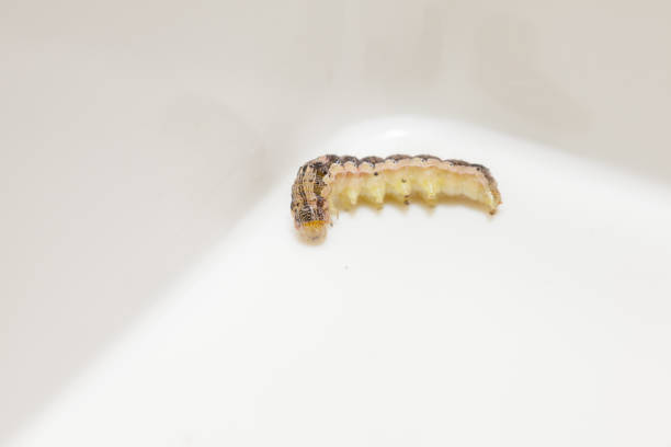 istock close up of common cutworm on plastic box 948590012