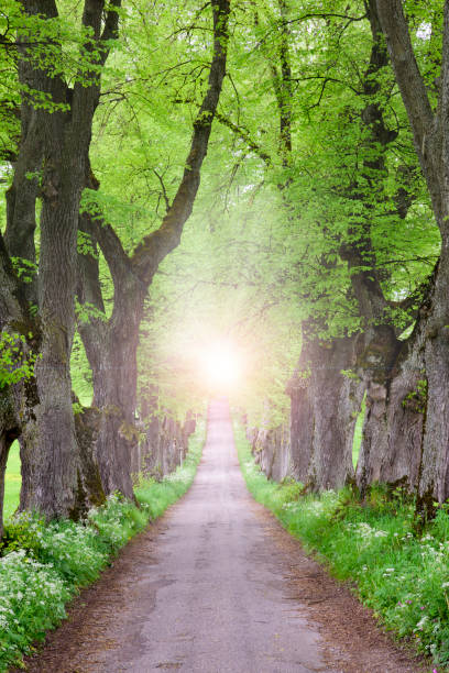 istock Avenue with many linden trees in row and footpath 948590600