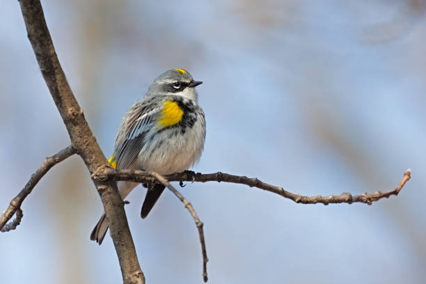 istock Yellow-rumped warbler on a branch 948594070