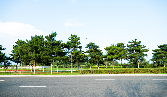 A row of trees on the roadside