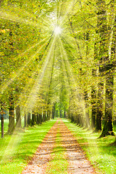 istock Avenue with many linden trees in row and footpath 948597342