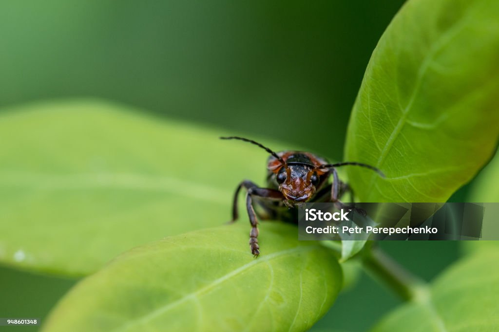 Full face of cantharis fusca (soldier beetle) Macro photography of insect Animal Stock Photo