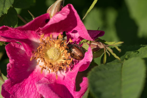 istock Beetle on the crimson flower of hawthorn 948601406