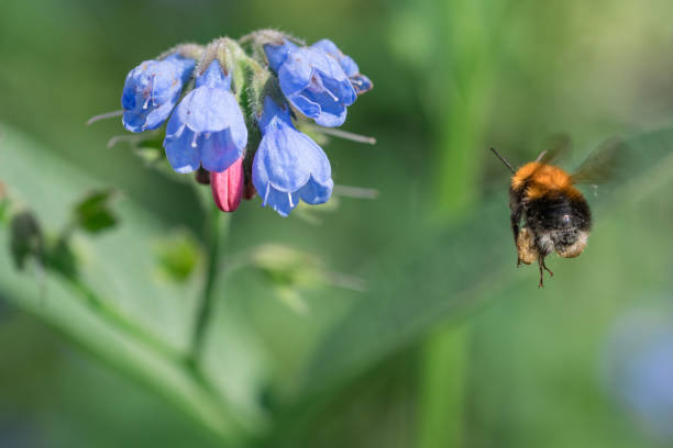 istock Bumblebee flying to blue flowers (Symphytum asperum) 948601528