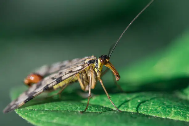 Macro photography of insect