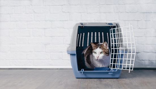 Cute old tabby cat sitting in a travel crate and look sideways.