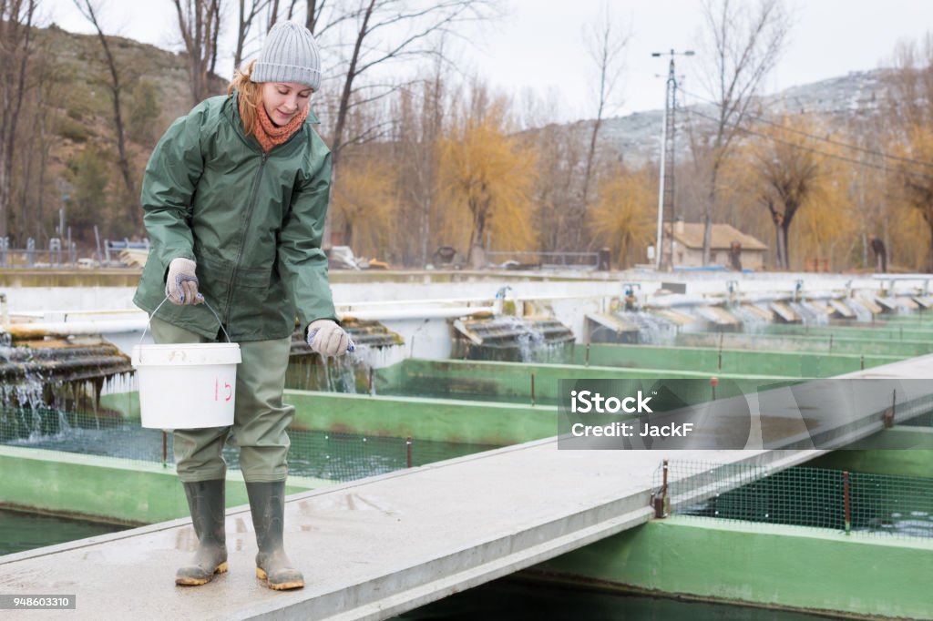 Female owner on sturgeon farm feeding fish Portrait of female owner on sturgeon farm feeding fish Aquaculture Stock Photo