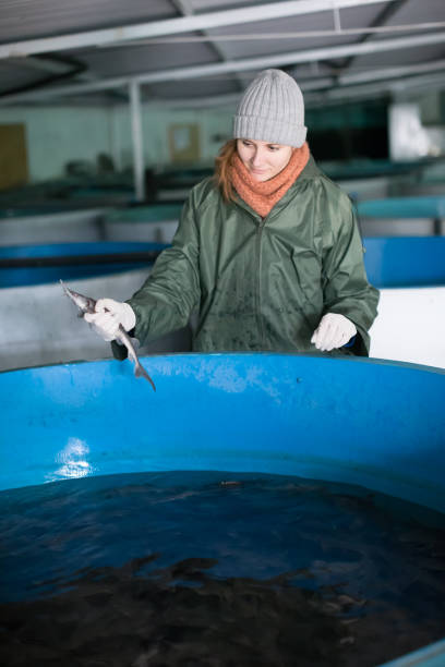 istock Female inspecting young sturgeon on fish farm 948603440