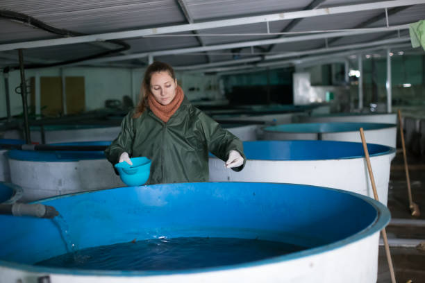 istock Female owner on sturgeon farm feeding fish 948603518