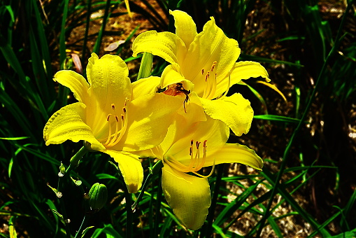 botany plantae family Liliaceae plant flower lily - lilium