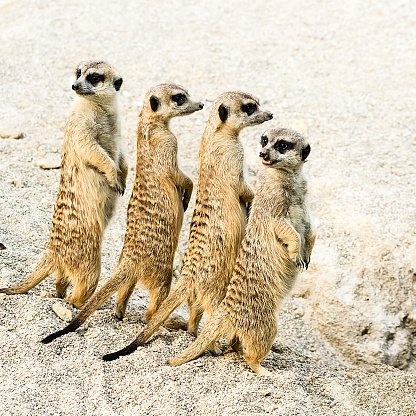 Group of upset meerkats looking where the danger comes from.