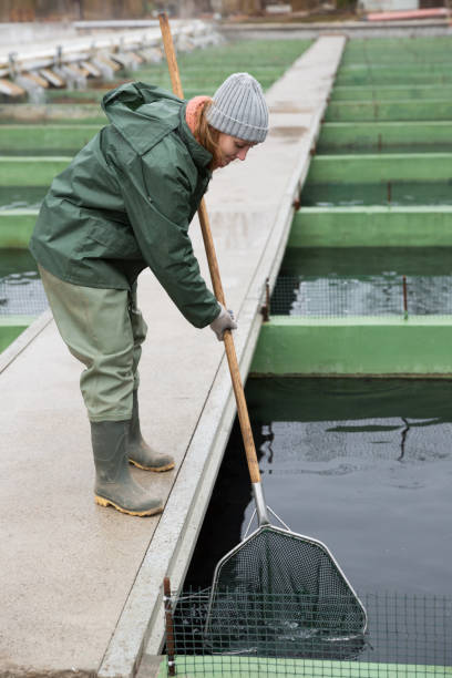 istock Woman catching fish with landing net on sturgeon farm 948610898