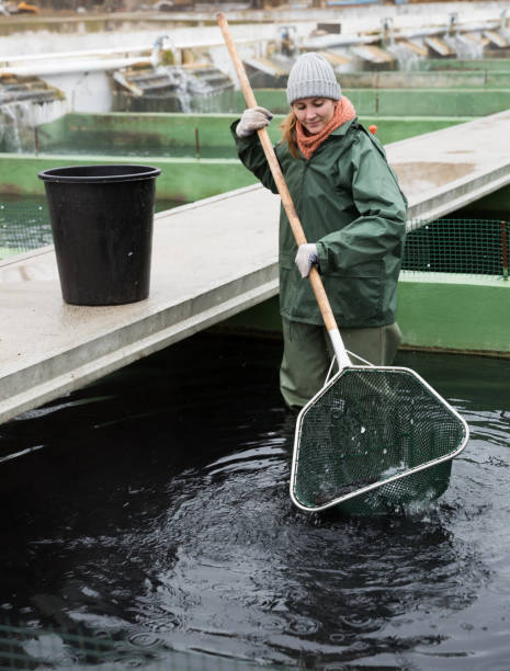 istock Female standing in water catching fish on sturgeon farm 948610906