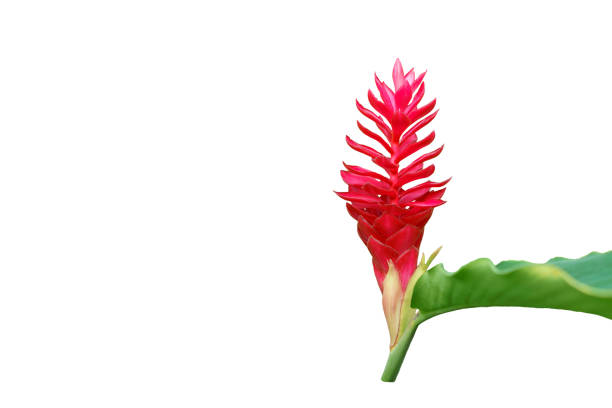 Alpinia purpurata or red ginger isolated on white background