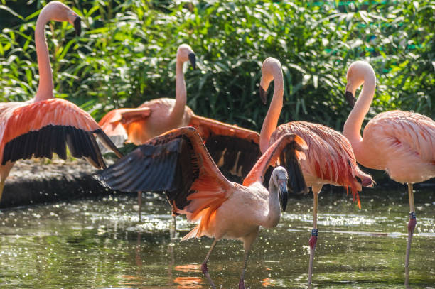 istock flamingo at the Prague Zoo 948613620
