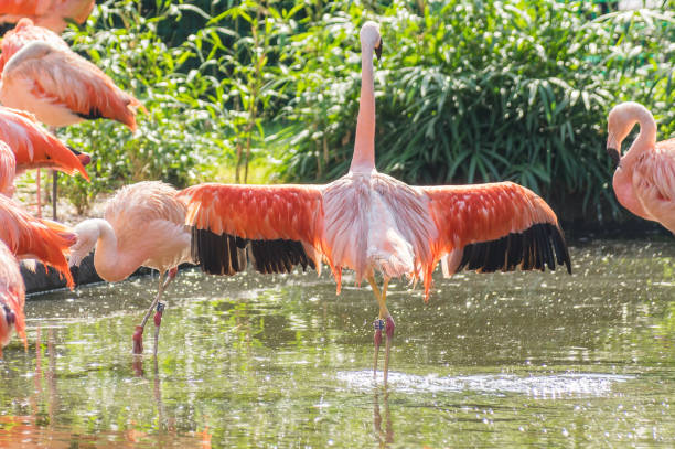istock flamingo at the Prague Zoo 948613624